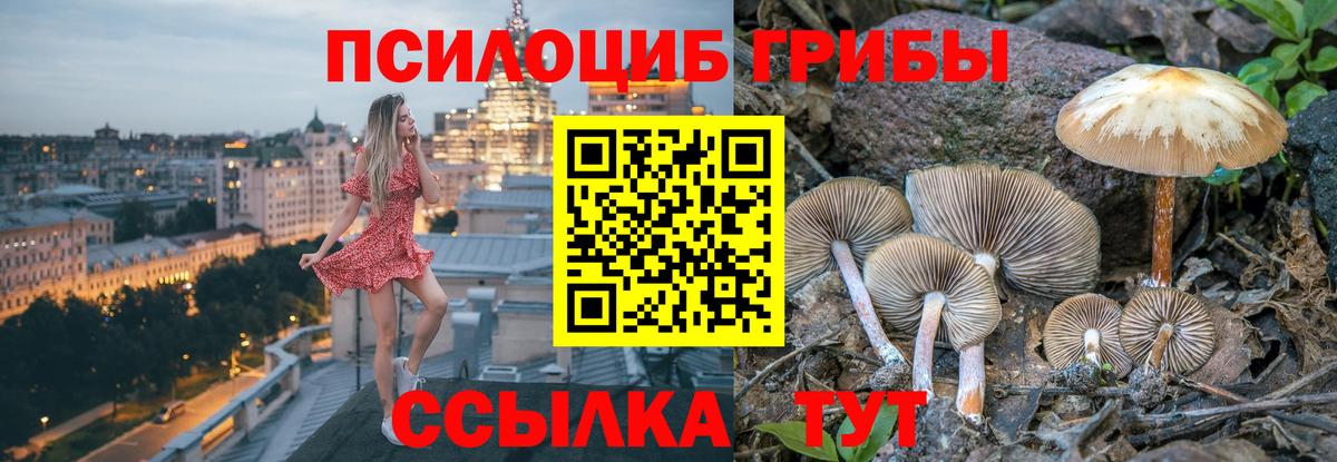 Галлюциногенные грибы Psilocybine cubensis  как найти наркотики  Вход с VPN  Кувандык  Псилоцибиновые грибы Cubensis 